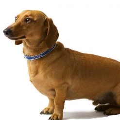 UPCOUNTRY 10 Inch Navy Teacup Collar